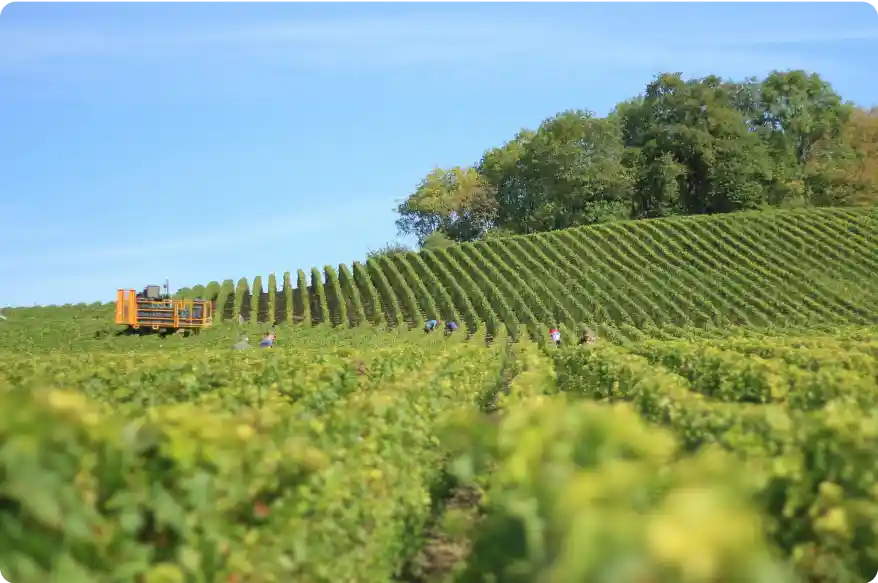 basque vineyard as video location